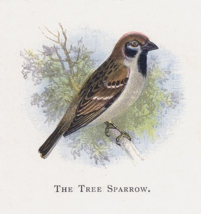 The Tree Sparrow  by Alexander Francis Lydon